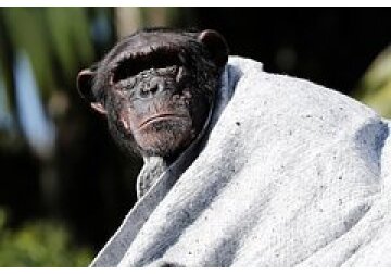 У шимпанзе обнаружили способность произносить слова