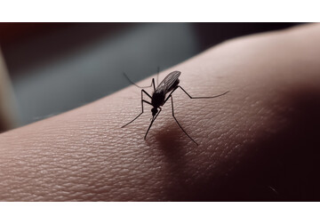 Țânțarii, descoperiți pentru prima dată într-o țară nordică. Experții vor să afle „dacă s-au stabilit cu adevărat”