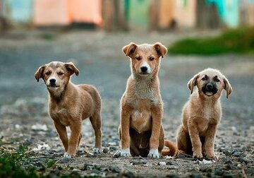 Собаки оказались способными считать не хуже двухлетнего ребенка