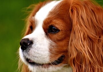 Ученые определили самую болезненную породу собак