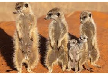 Un nou studiu care a comparat cât de monogami sunt oamenii comparativ cu alte mamifere a ajuns la o „concluzie principală remarcabilă”