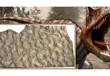 В Китае обнаружили следы динозавров возрастом около 200 млн лет