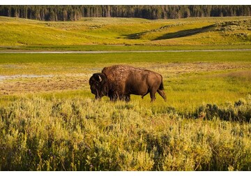 Taxe mai mari pentru turiștii străini care vizitează parcurile naționale din SUA. Administrația Trump vrea să acorde prioritate americanilor