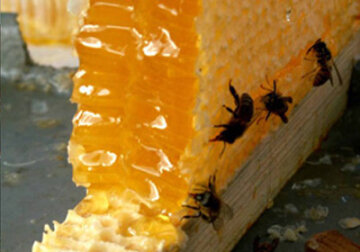 Moldova registers currently over 260 bee families tended by about 7,000 beekeepers.