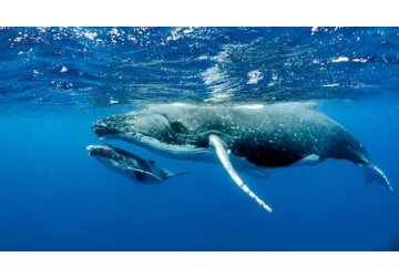 The scientists learning to speak whale
