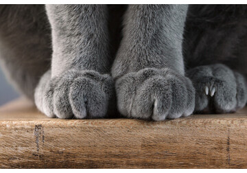 Ученые раскрыли секрет способности кошек всегда приземляться на лапы