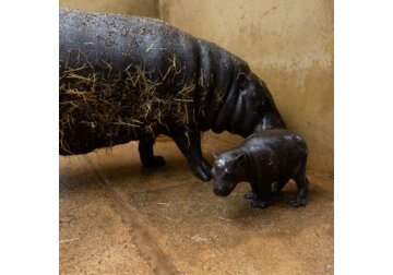 Vedeți hipopotami pigmei rar născut în grădina zoologică grecească și de ce nașterile în captivitate sunt atât de importante