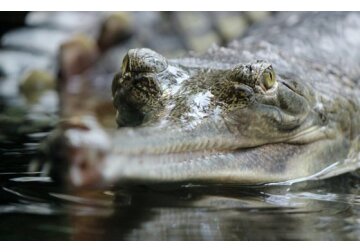 Dinţi de gavial descoperiţi de cercetători şi expuşi la Muzeul de Istorie Naturală din Sibiu 