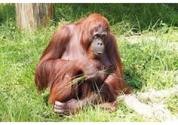 У взрослых орангутанов обнаружили способность к социальному обучению