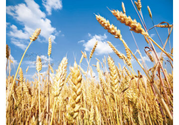 State est-europene, inclusiv România, cer UE soluţii pentru fermierii afectaţi de cerealele ucrainene