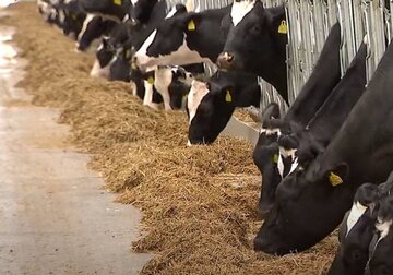 În Moldova, numărul de vite mari cornute bovine în gospodării continuă să scadă, atingând cel mai scăzut nivel din ultimii 40 de ani.