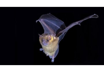 Bat genes could help cancer and COVID treatments, researchers say