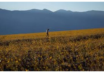 Unul dintre cele mai aride locuri din lume a înflorit spectaculos
