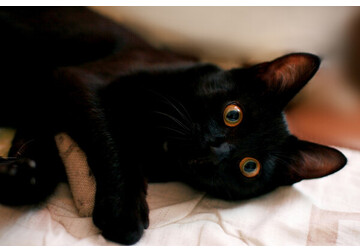 Японские ученые нашли способ лечить кошек от одной болезни