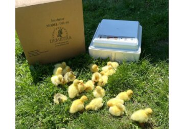 Инкубатор для яиц: выбор, настройка и уход