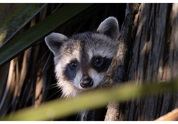 Еноты решают головоломки ради удовольствия, выяснили ученые
