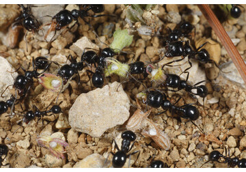 Муравьи помогли ученым увеличить срок службы солнечных панелей в два раза