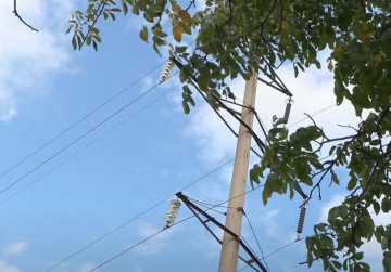 Seasonal work on the harvesting of walnuts in the protected zone of overhead electrical networks under voltage is accompanied by an extreme danger of electric shock.