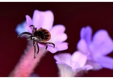 Обнаружены новые механизмы охоты клещей