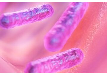 Старение связали с воспалительными микробами в кишечнике