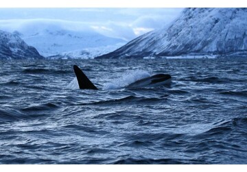 Косатки и дельфины могут объединяться для совместной охоты