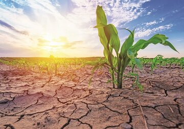 Kazahstanul interzice exportul de produse agricole din cauza secetei