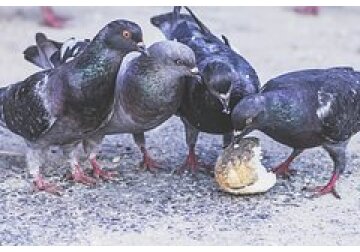 В Гонконге запретили кормить диких голубей, нарушителей могут посадить в тюрьму