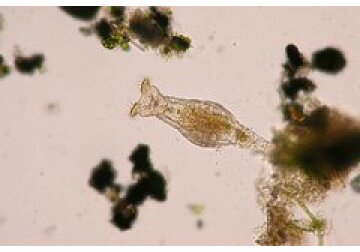 Обнаружены крадущие ДНК животные