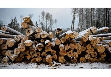 Trump’s Wood Tariffs Are Coming. Who Will Be Hit Hardest