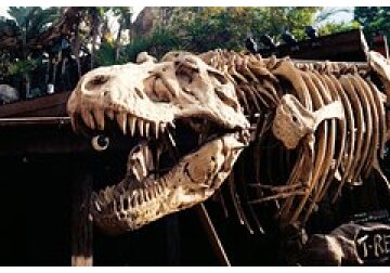 Определен максимальный размер тираннозавра