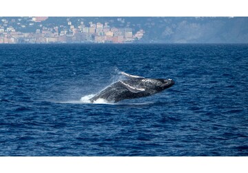 Balenele din Marea Mediterană dezvoltă dialecte, iar schimbarea are loc sub ochii noștri