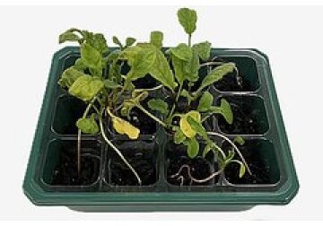 Разработана умная почва для лучшего роста растений