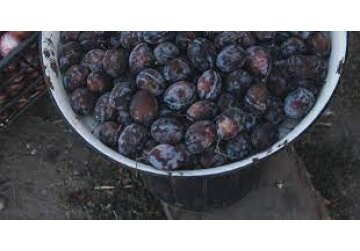 У чернослива нашли новый полезный эффект