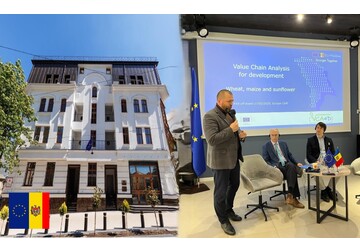 Experți internaționali efectuează două studii ale lanțului valoric pentru grâu, porumb și floarea soarelui în Republica Moldova