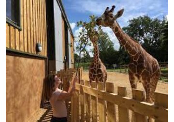 Почему европейские эксперты по жирафам собираются в Бристольском зоопарке?