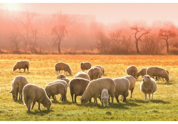 The sheep and goat breeding industry of Moldova will be adapted to the current challenges and conditions in order to become profitable.