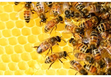 Utilizarea antibioticelor în apicultură în scopuri profilactice va fi interzisă.