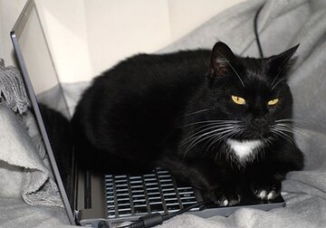Психологи оценили влияние кошек на работу хозяев на удаленке