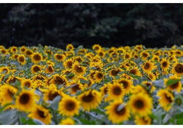 România - primul loc în UE la suprafața cultivată cu floarea soarelui și cu porumb boabe