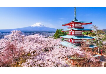Festivalul florilor de cireș din Japonia a fost anulat în 2026. Ce comportamente toxice și revoltătoare au avut turiștii