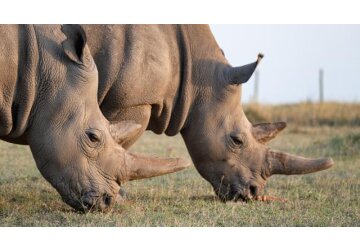 World's first IVF rhino pregnancy 'could save species'